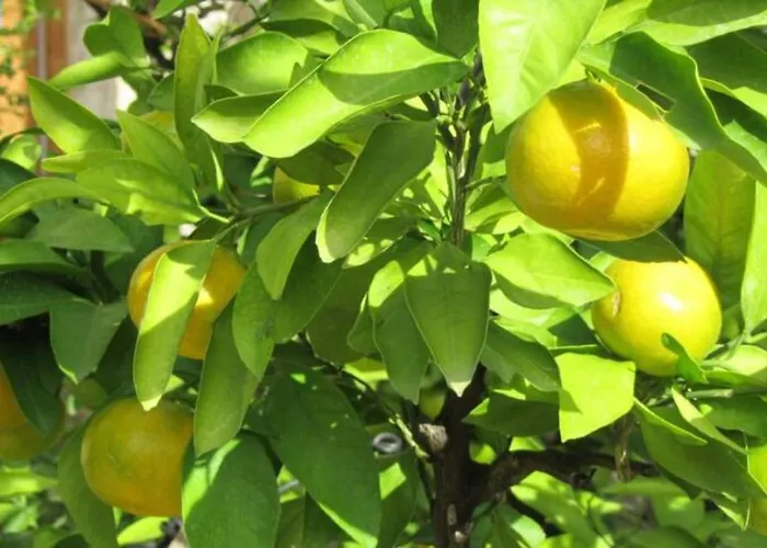 Pensionat Balkan House *